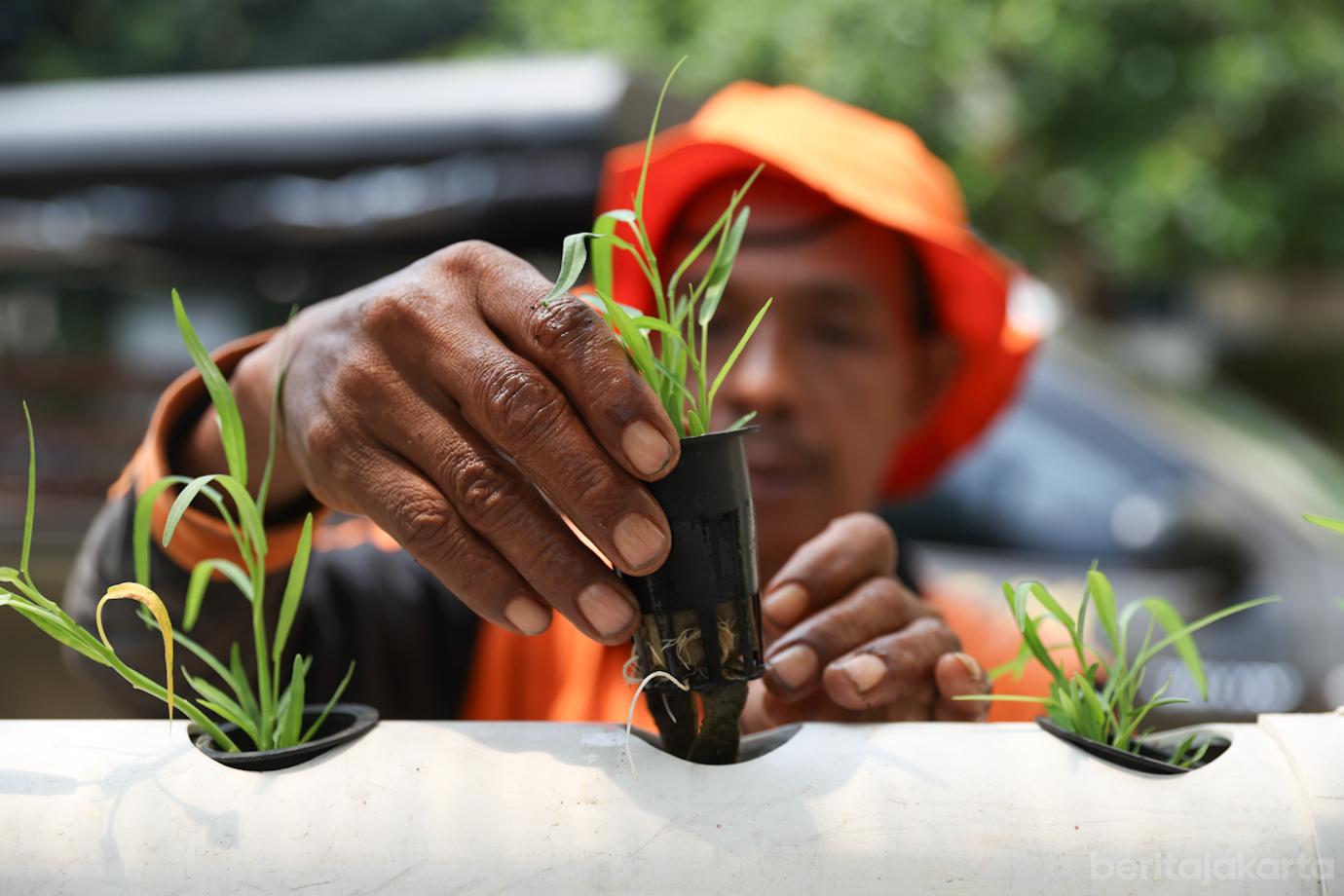PKK Setiabudi Panen Sayur 3