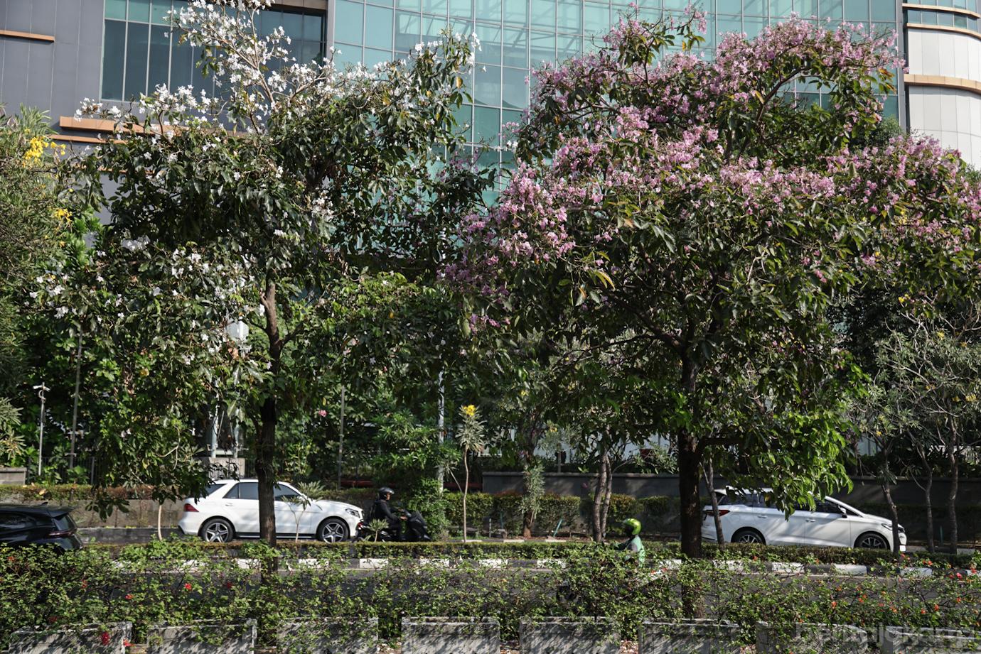 Bunga Tabebuya Bermekaran di Kantor Wali Kota Jakarta Barat 6