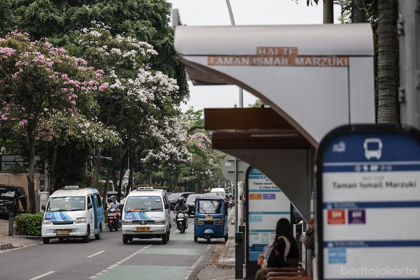 Mekarnya Bunga Tabebuya Sang Pohon Pelindung di Jalan Cikini Raya 3
