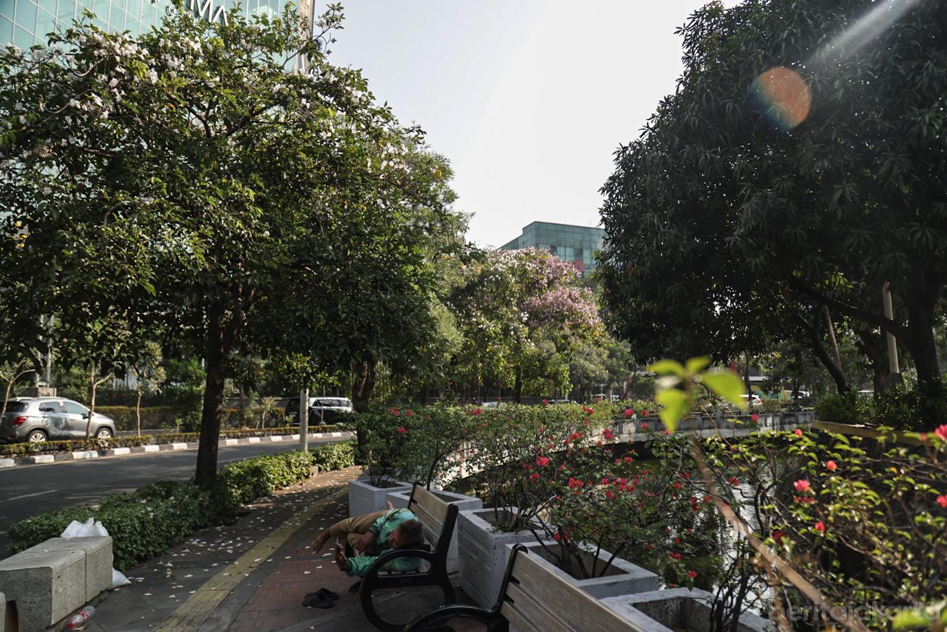 Bunga Tabebuya Bermekaran di Kantor Wali Kota Jakarta Barat 4