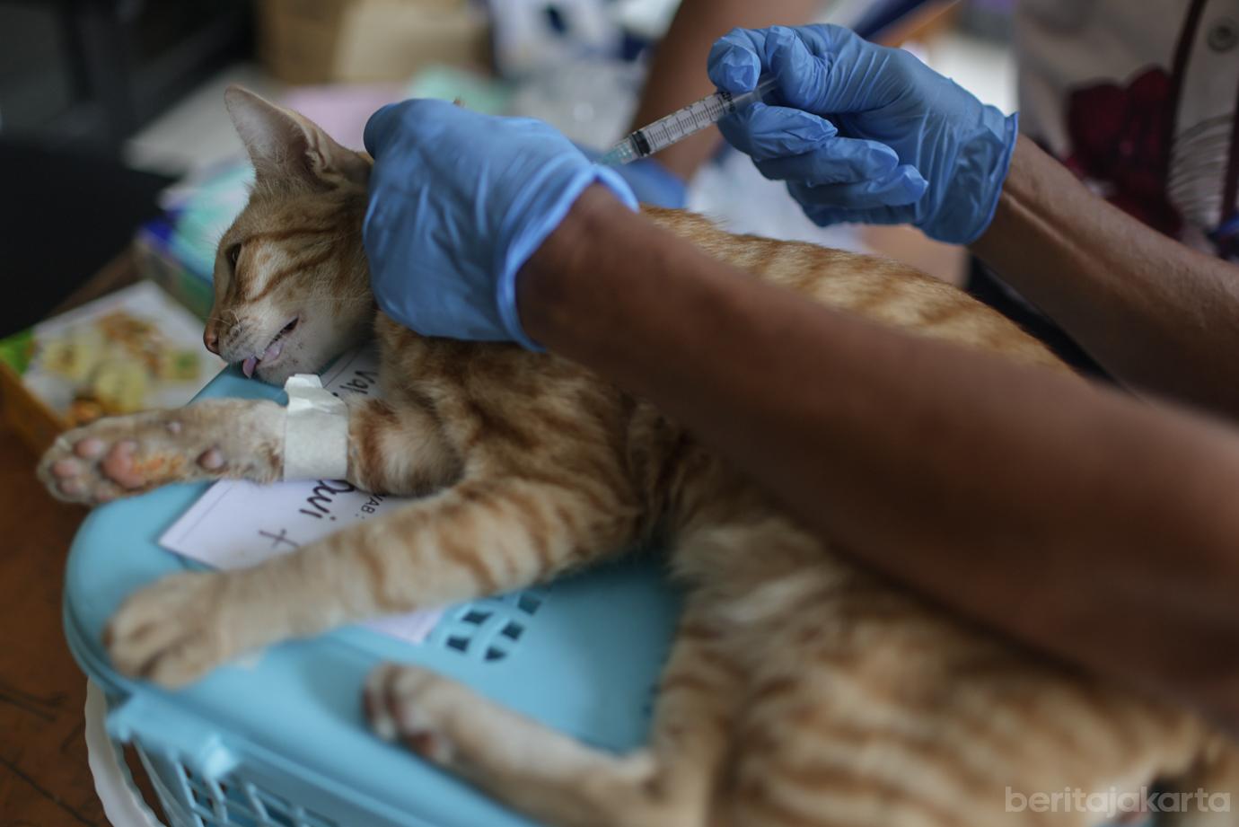 Sudin KPKP Jakbar Sterilisasi 221 Kucing Jantan di Kembangan 7