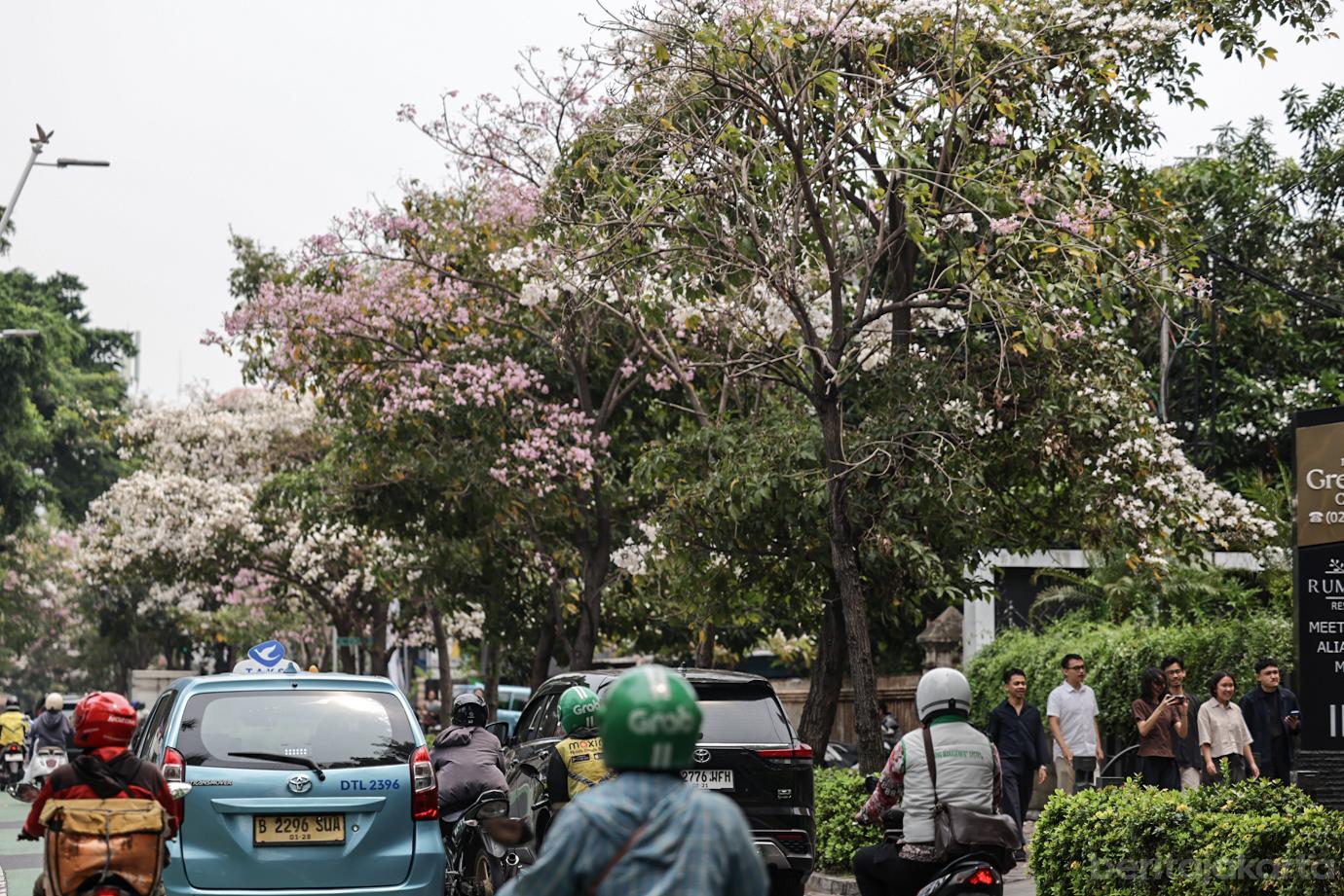 Mekarnya Bunga Tabebuya Sang Pohon Pelindung di Jalan Cikini Raya 5
