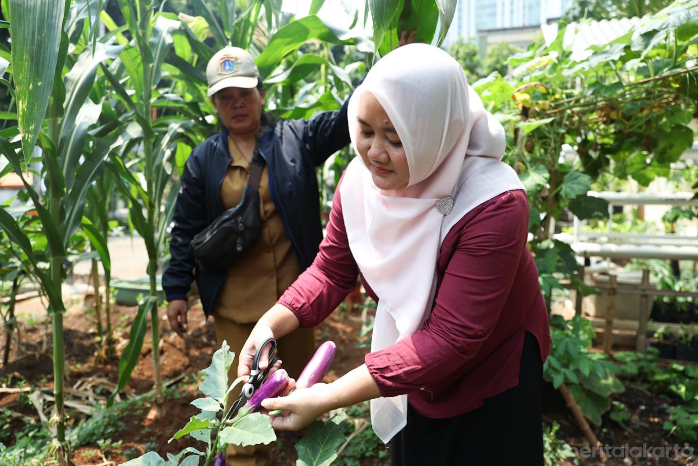 PKK Setiabudi Panen Sayur 5