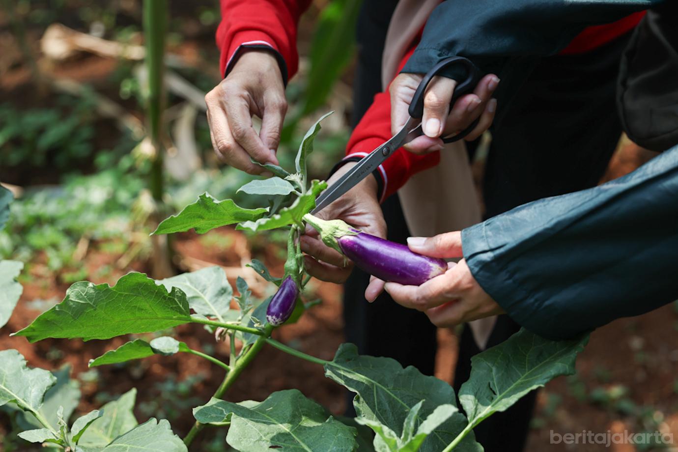 PKK Setiabudi Panen Sayur 1