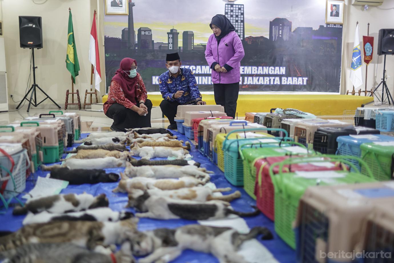 Sudin KPKP Jakbar Sterilisasi 221 Kucing Jantan di Kembangan 5