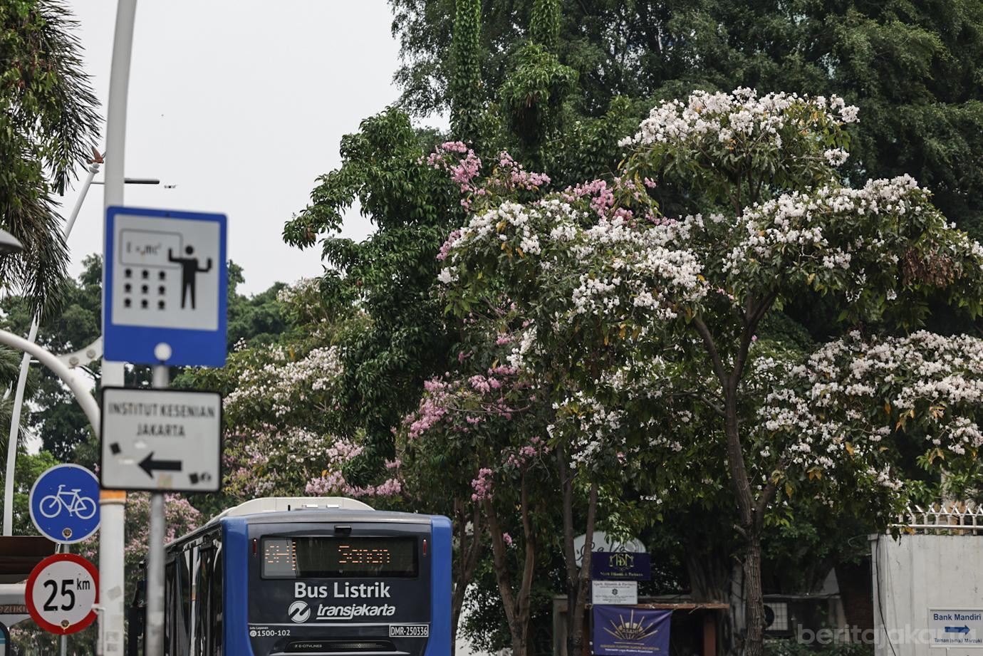 Mekarnya Bunga Tabebuya Sang Pohon Pelindung di Jalan Cikini Raya 2