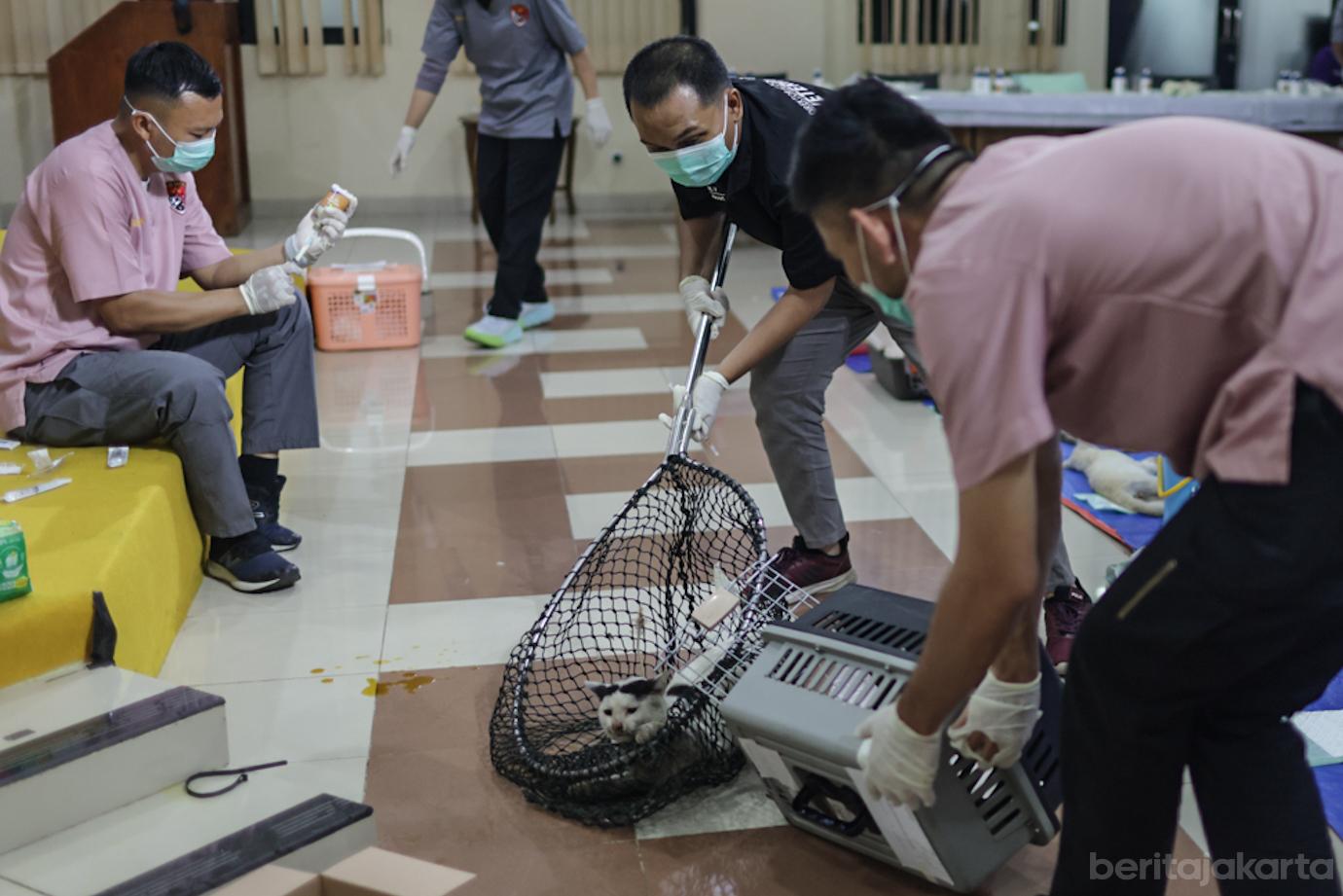 Sudin KPKP Jakbar Sterilisasi 221 Kucing Jantan di Kembangan 2