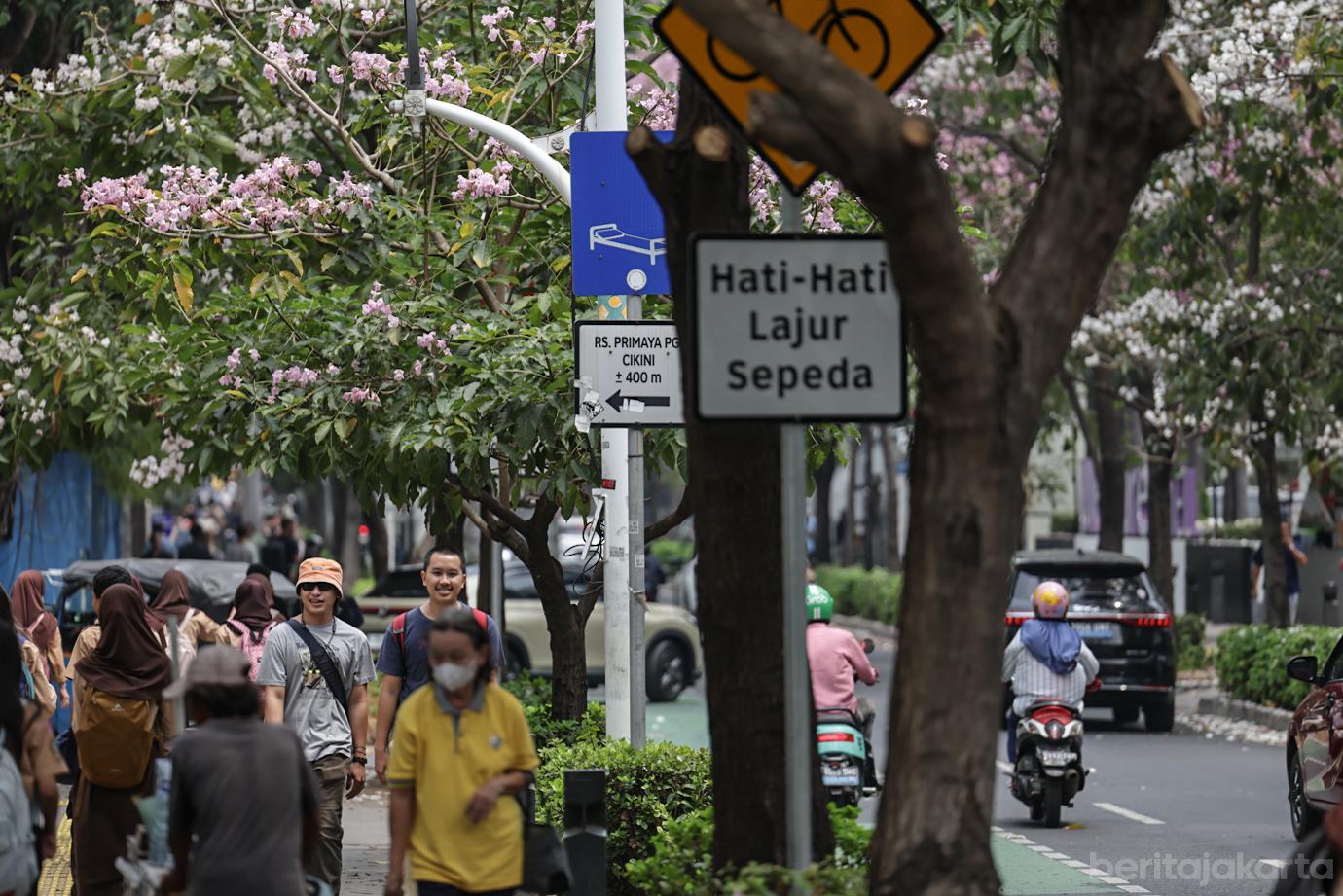 Mekarnya Bunga Tabebuya Sang Pohon Pelindung di Jalan Cikini Raya 1
