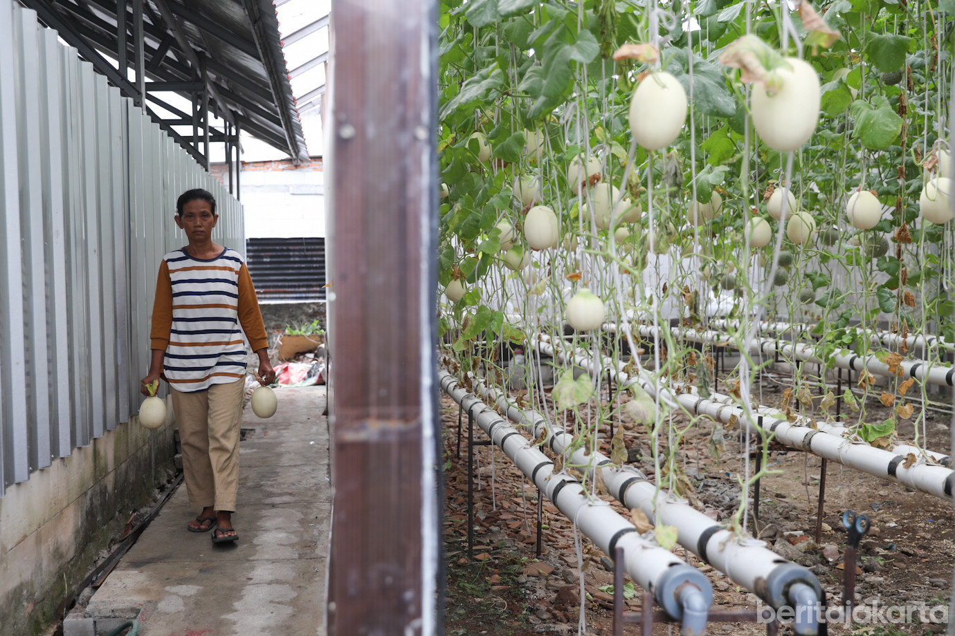 Budidaya Melon-6.jpg