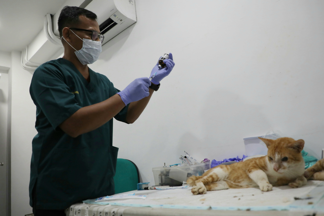 02 128 Kucing Jantan Disteril di Jakarta Pusat_2.jpg