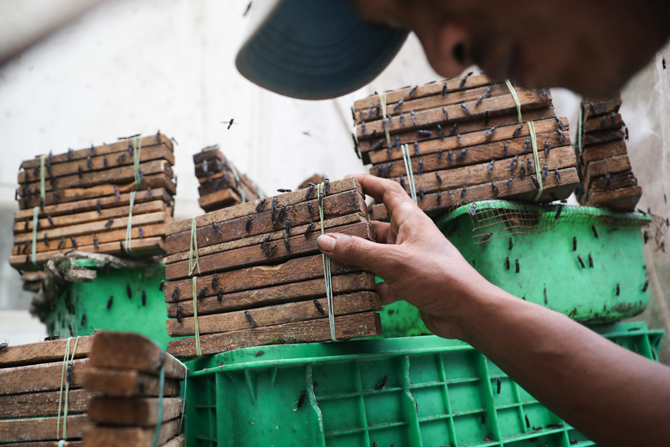 Maggot Cempaka Putih-5.jpg