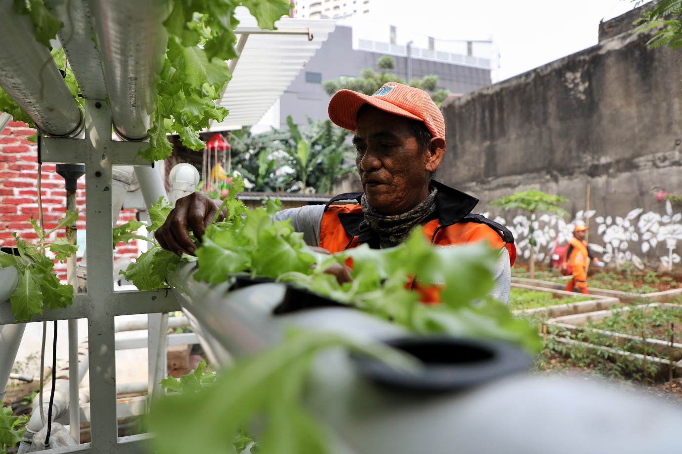 3.Kelurahan Grogol Selatan Ubah Lahan Tidur Jadi Urban Farming.jpg