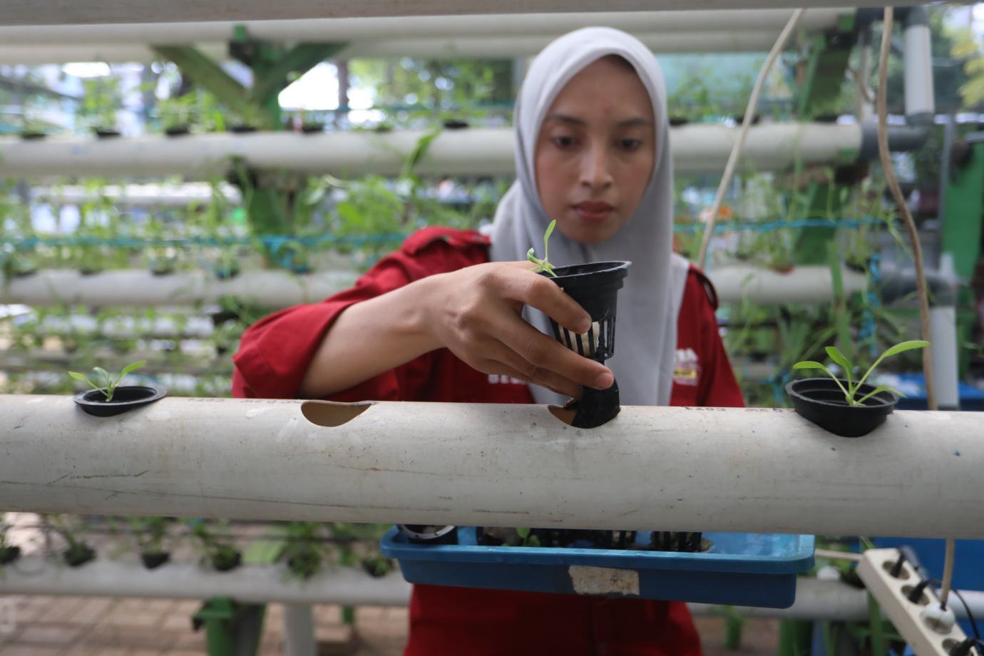3 Green House Kelurahan Pademangan Barat_3.jpg