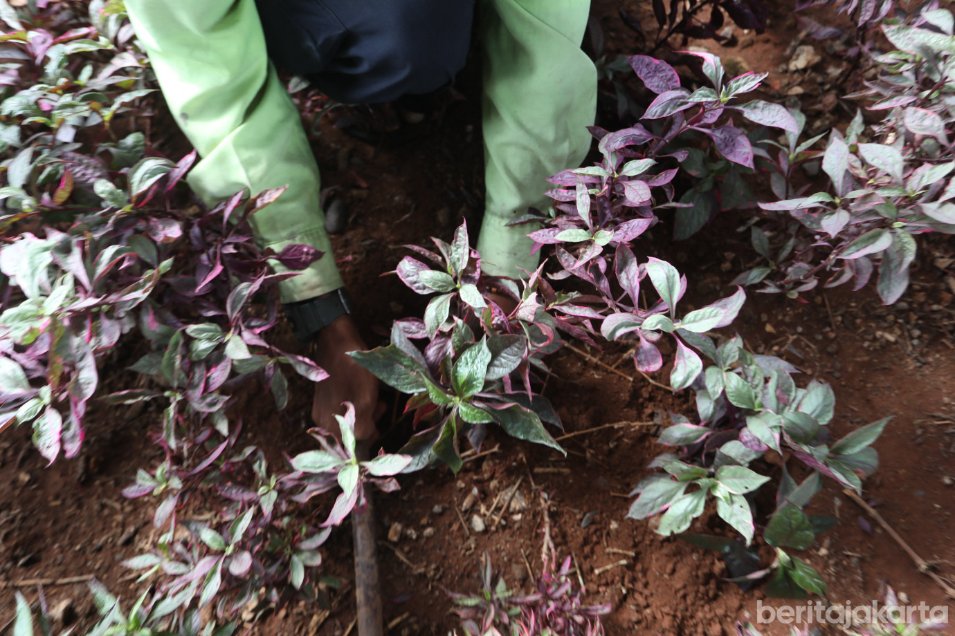 5 Jaga Keindahan Kota, Sudintamhut Rawat Tanaman Hias di DI Panjaitan_5.jpg