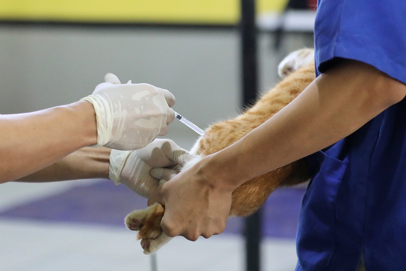2.Sudin KPKP Bersama YPLI Gelar Sterilisasi Kucing Liar di Cilandak Barat.jpg