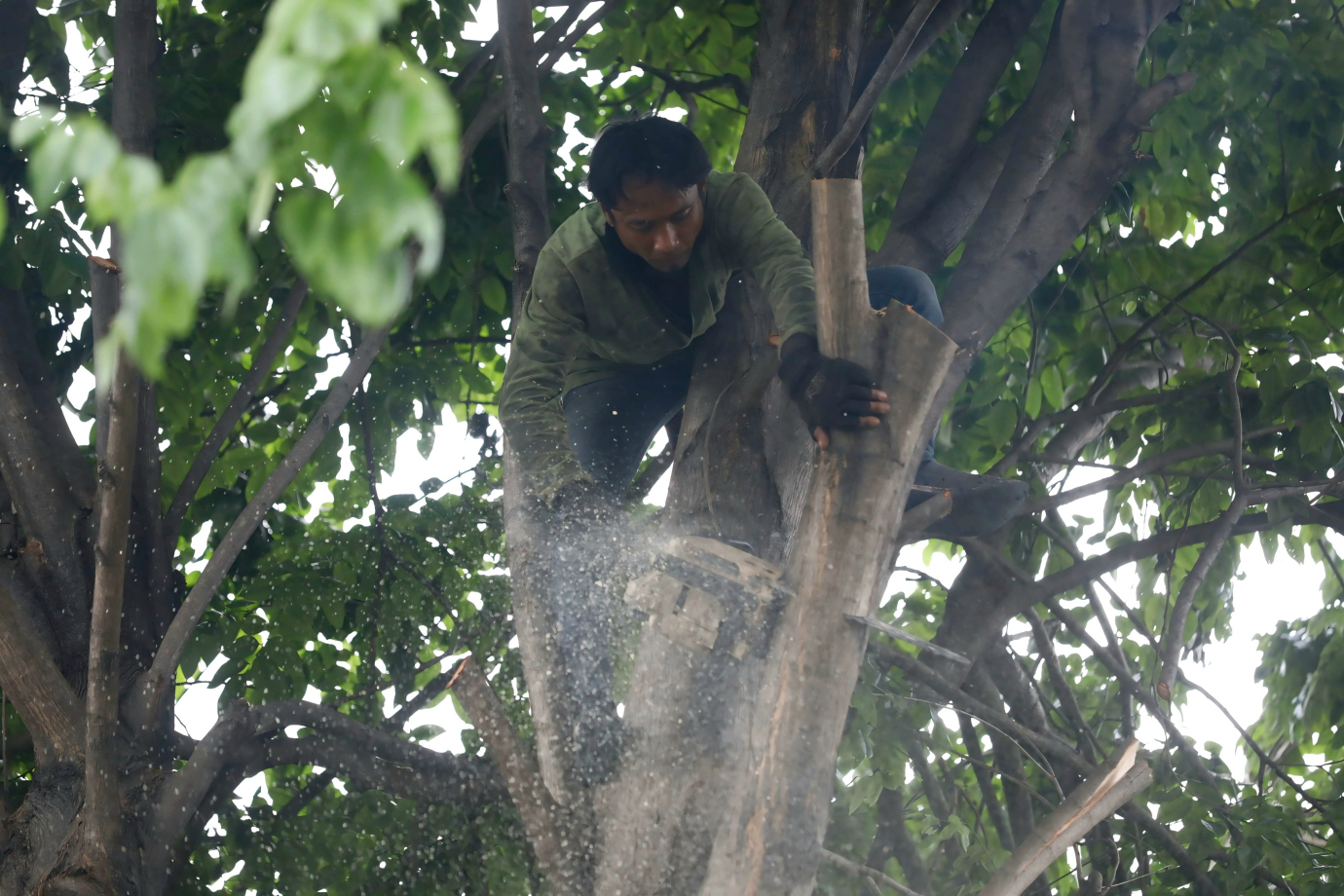 2 Penopingan pohon Matraman 2.jpg