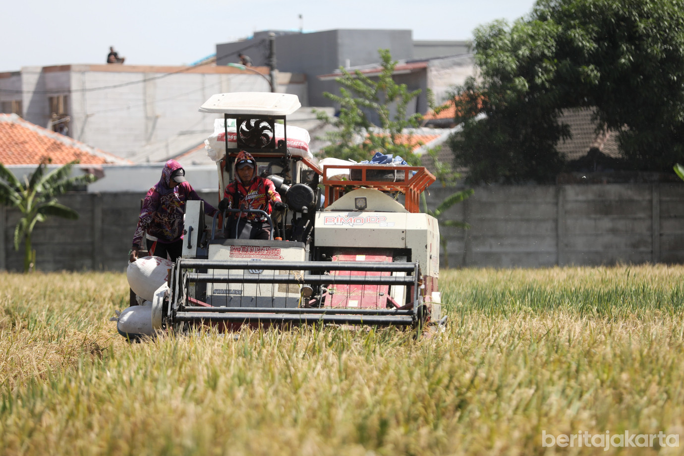 4.9,2 Ton Padi Berhasil Dipanen di Kebon Bibit Ujung Menteng.jpg