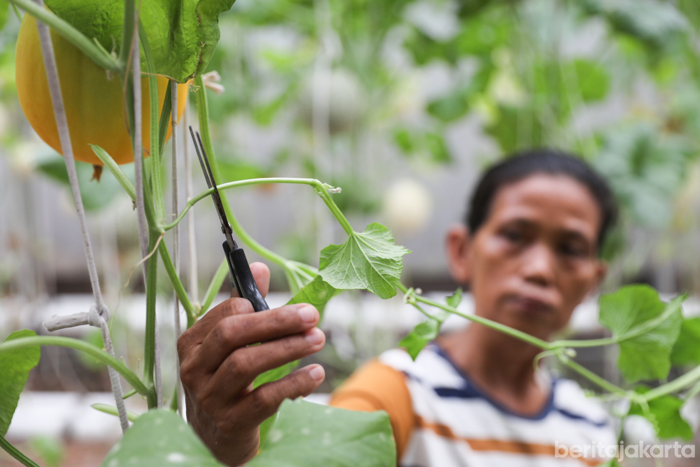 Budidaya Melon-5.jpg