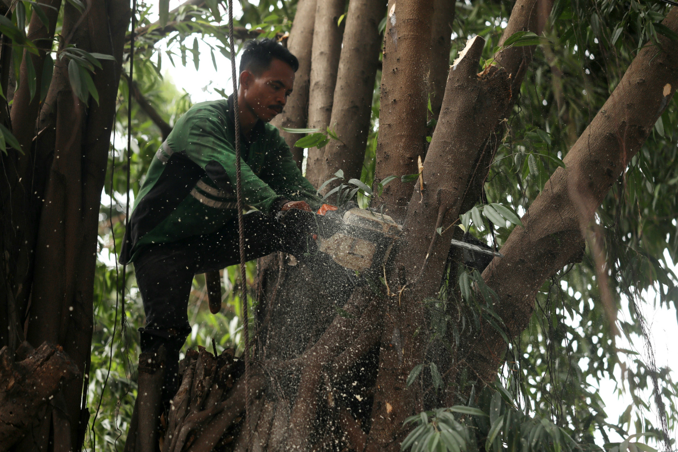 2 Penopingan Pohon Kemayoran 2.jpg