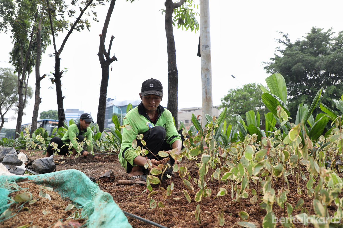 4.Sudin Pertamanan Jaktim Tata Jalur Hijau di Jalan Mayjen Sutoyo.jpg