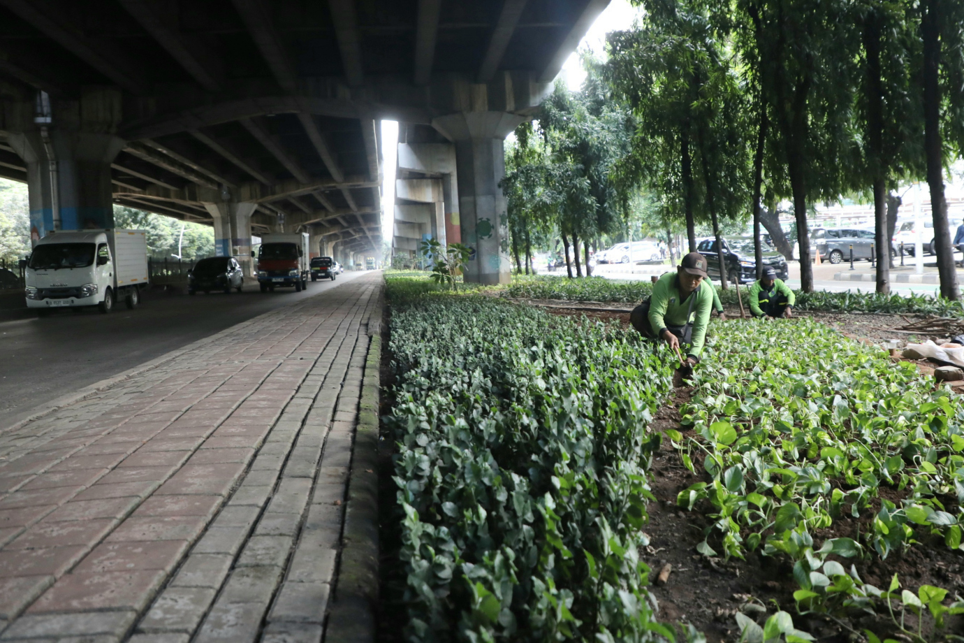 6 Sudin Tamhut Jakarta Utara Percantik Jalur Hijau Jalan Yos Sudarso_6.jpg