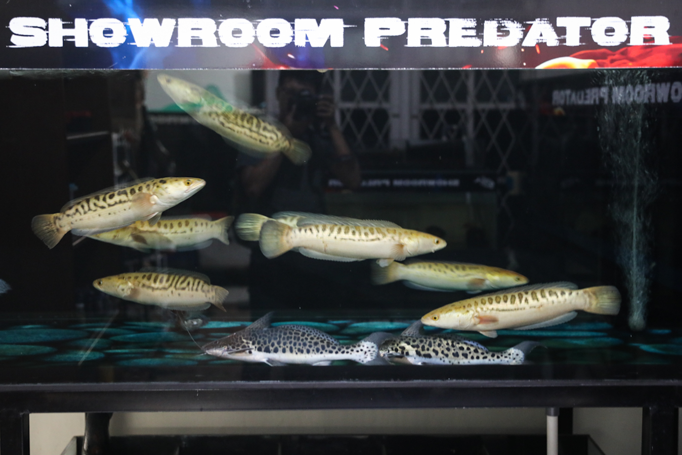 Ikan predator-5.jpg