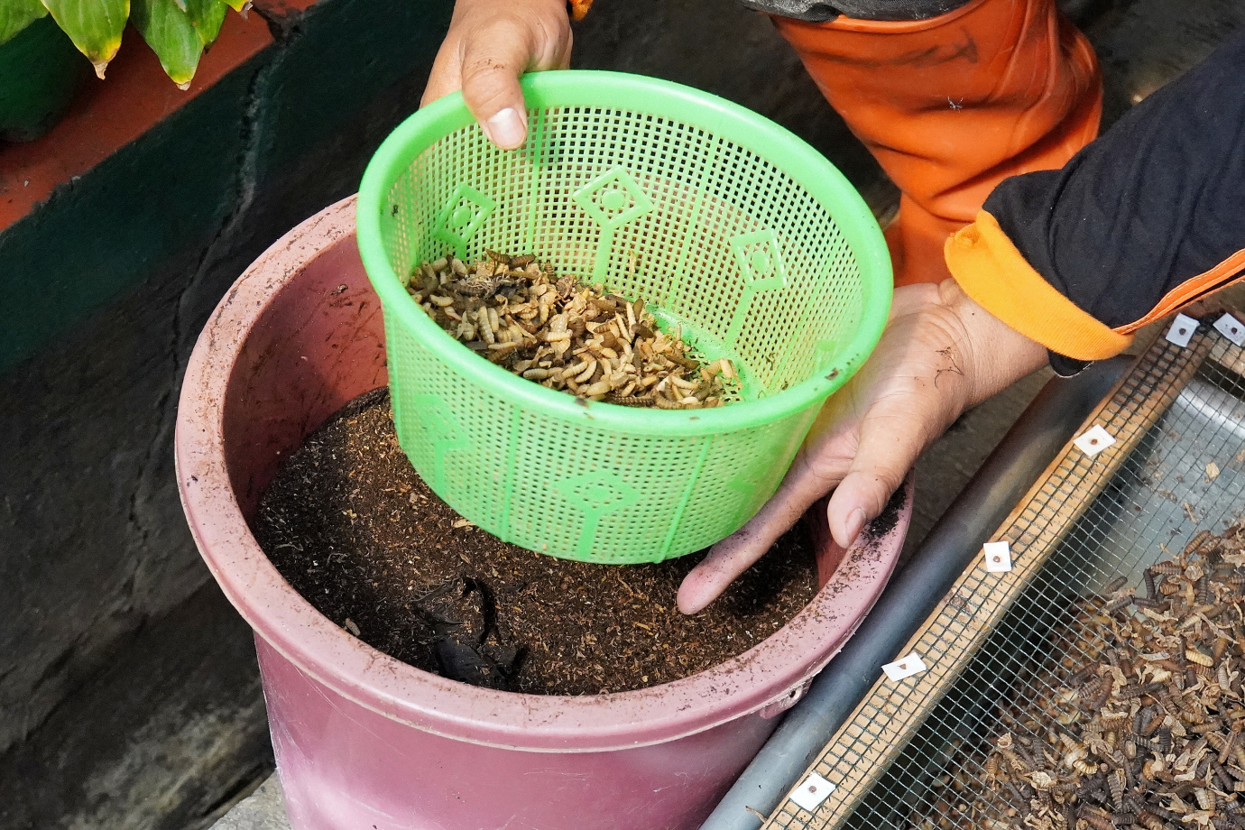 5.Kelurahan Jagakarsa Beri Contoh Positif Lewat Budi Daya Maggot.jpg