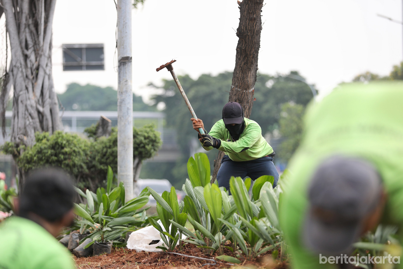 5.Sudin Pertamanan Jaktim Tata Jalur Hijau di Jalan Mayjen Sutoyo.jpg