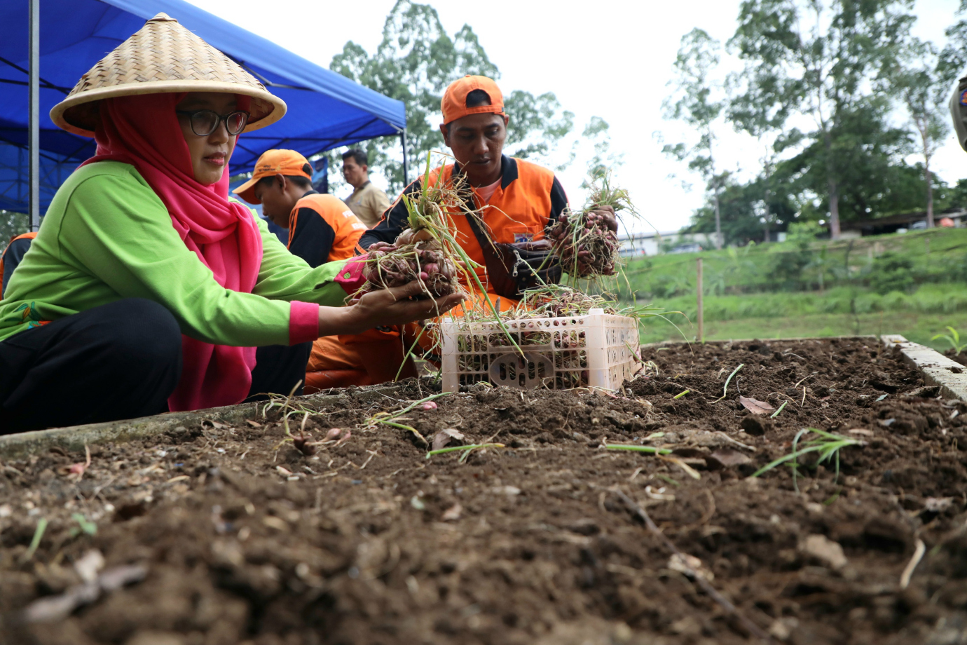 6 PLT Walikota Jaktim panen sayuran 6.jpg