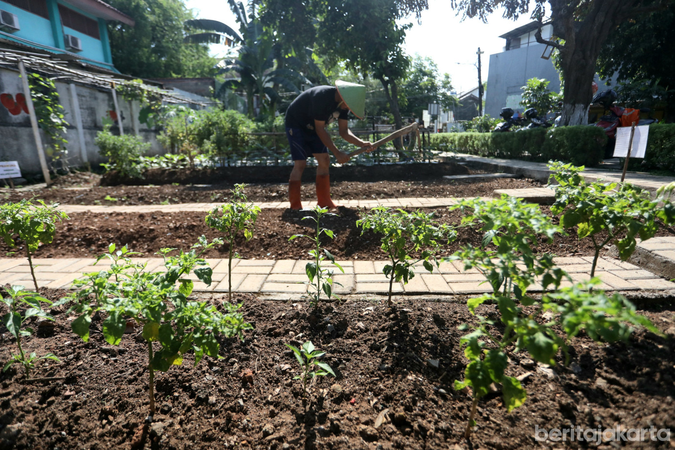 2 Kelurahan Pegangsaan Dua Kembangkan Kawasan Urban Farming _Kebun Gangnam__2.jpg