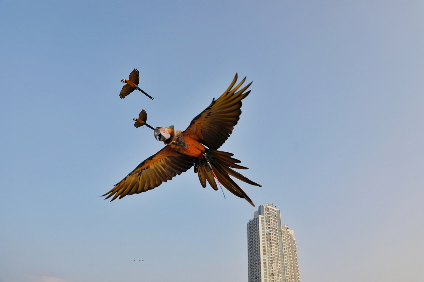 4.komunitas Burung Beo Pacman melakukan free fly burung Macaw.jpg