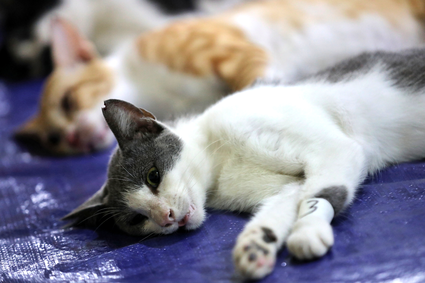 8.Sudin KPKP Bersama YPLI Gelar Sterilisasi Kucing Liar di Cilandak Barat (1).jpg
