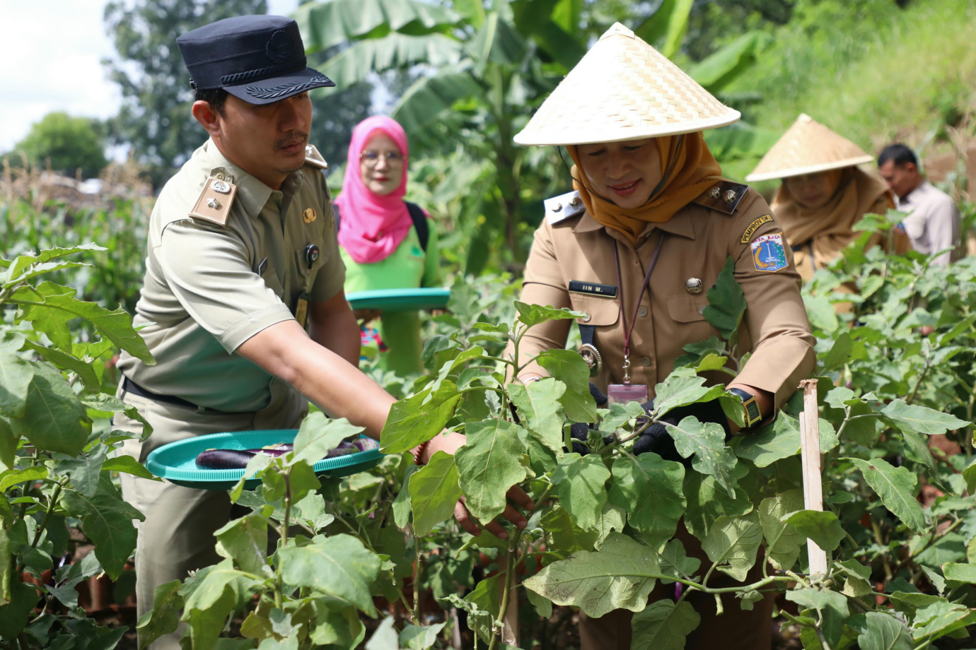 4 PLT Walikota Jaktim Panen Sayuran_4.jpg