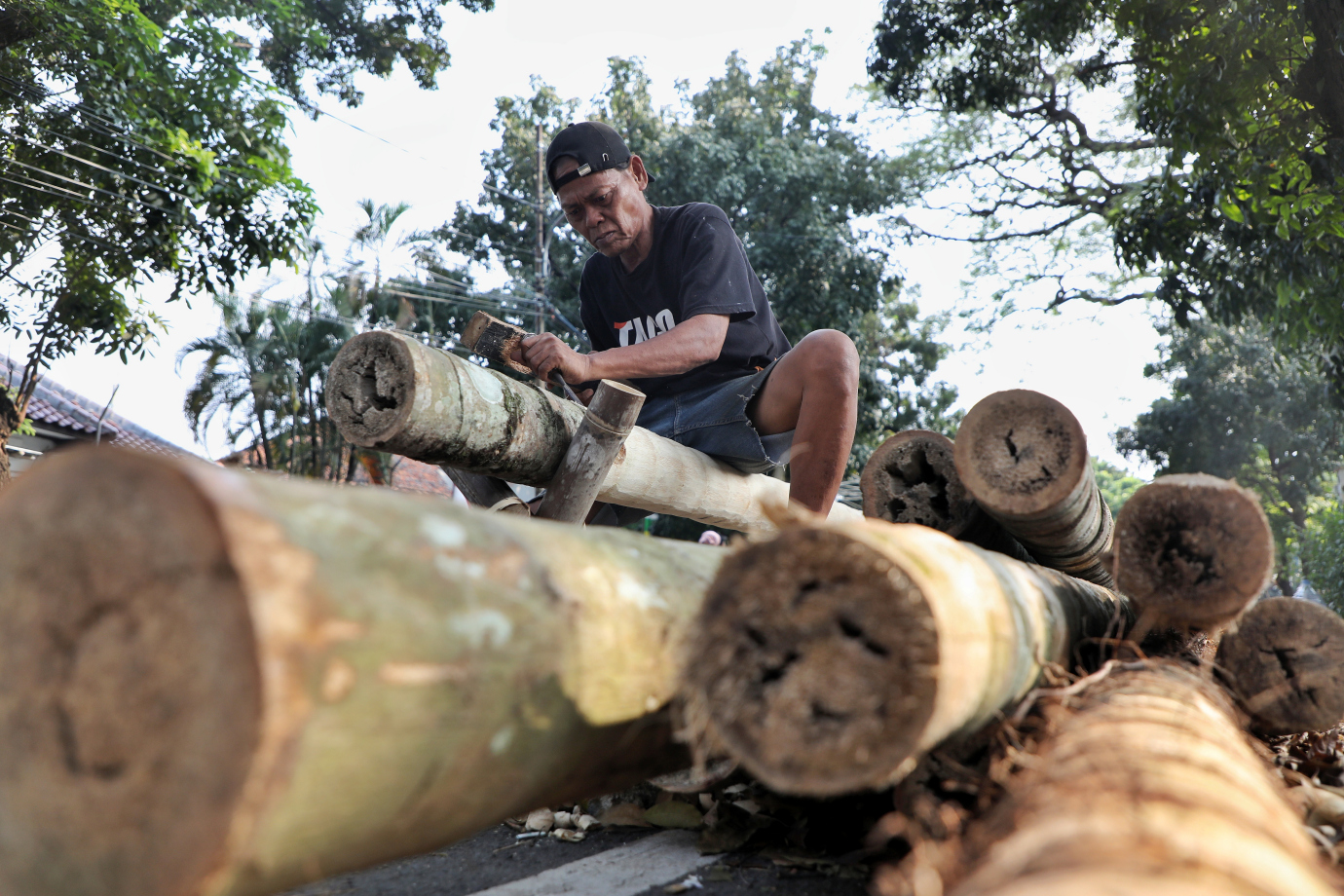 1.Penjualan Pohon Pinang.jpg