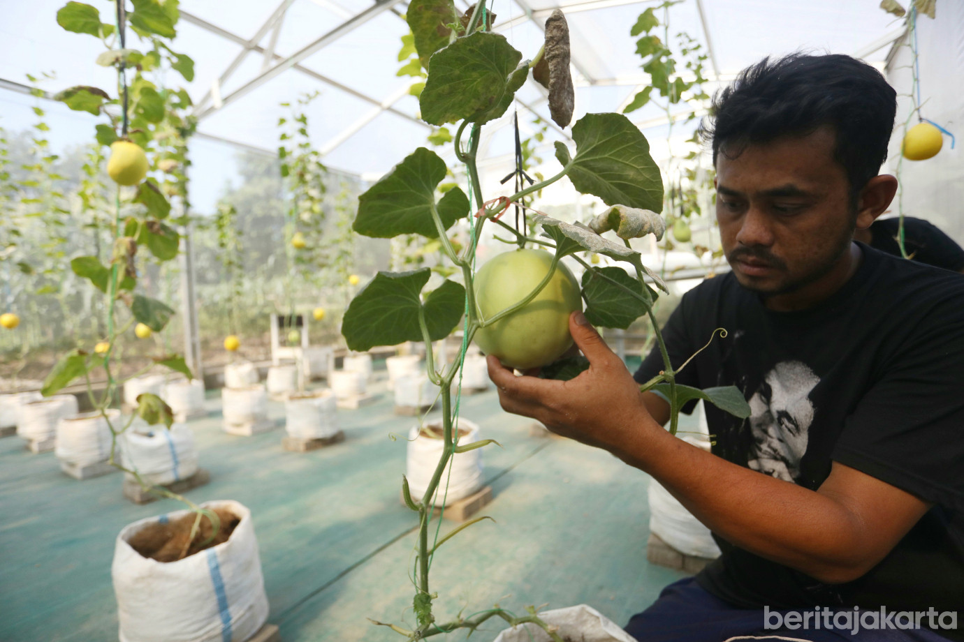 4 Kelurahan Pegangsaan Dua Kembangkan Kawasan Urban Farming _Kebun Gangnam__4.jpg