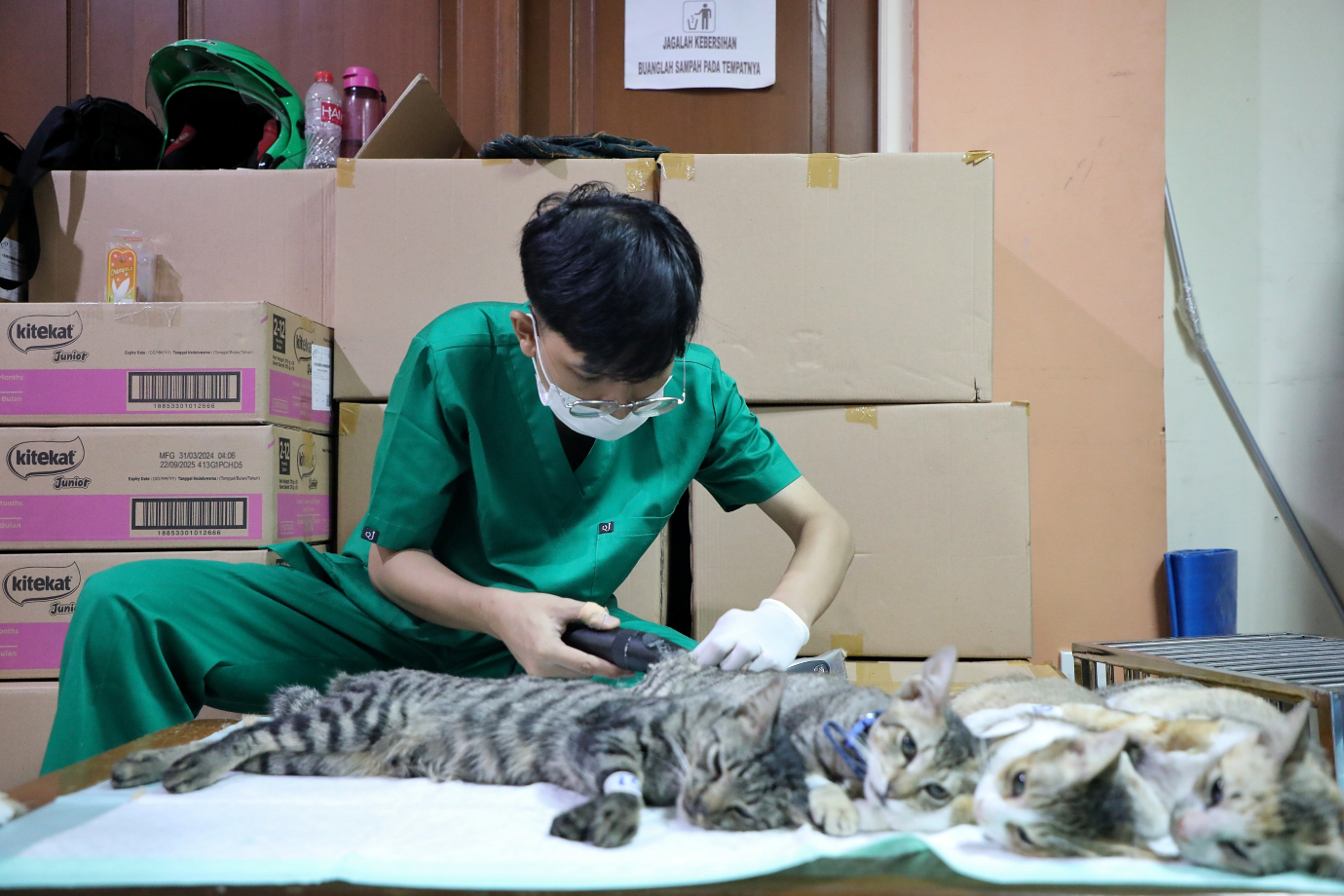 5.Sudin KPKP Jakarta Timur Targetkan Sterilisasi 2000 Ekor Kucing Pada Tahun 2025.jpg