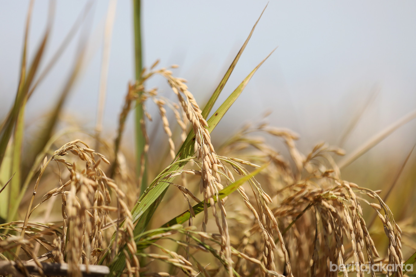 2.9,2 Ton Padi Berhasil Dipanen di Kebon Bibit Ujung Menteng.jpg