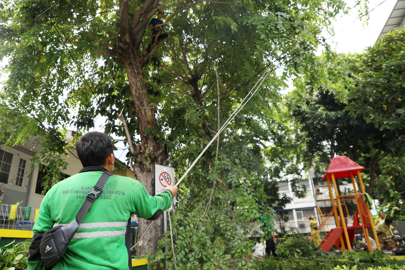 1 Penopingan pohon rptra jaya molek 1.jpg