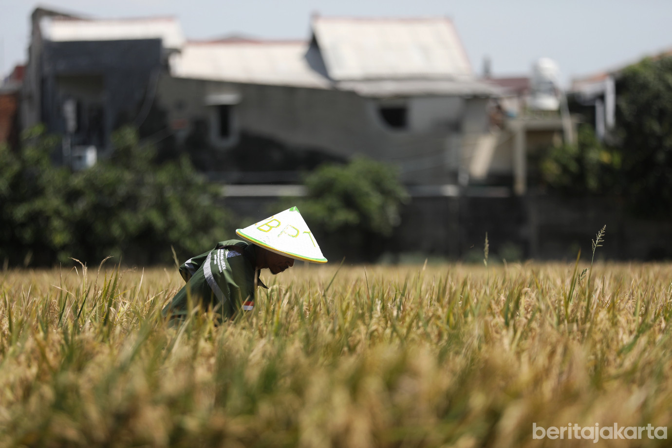 3.9,2 Ton Padi Berhasil Dipanen di Kebon Bibit Ujung Menteng.jpg