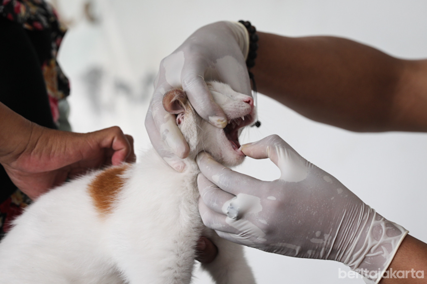 2 Vaksin Rabies Ps Minggu-1.jpg