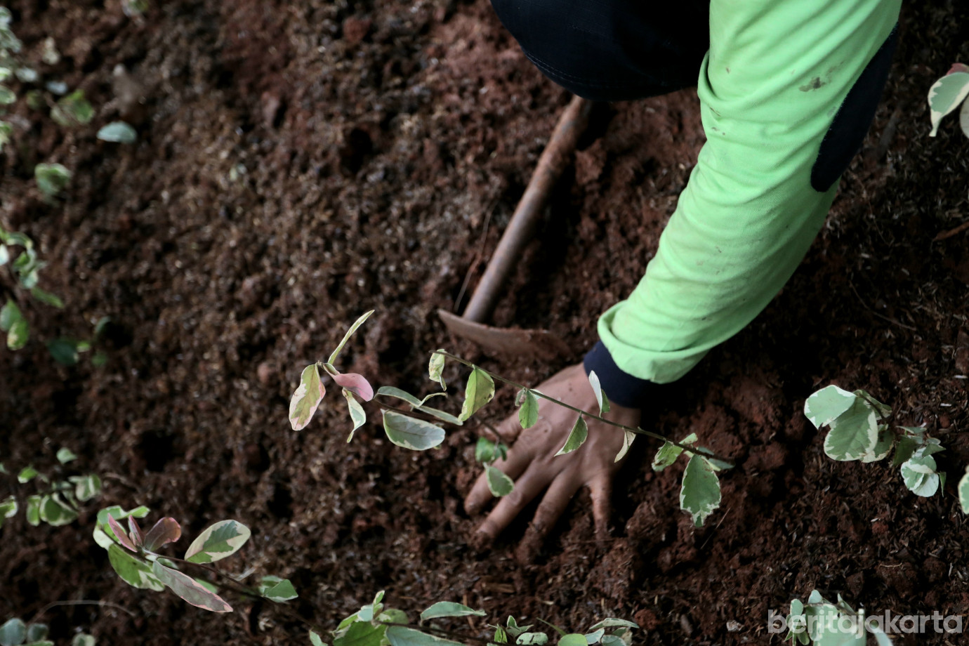5 Sudintamhut Jaktim Percantik Jalur Hijau di Jalan Kayu Putih Raya_5.jpg