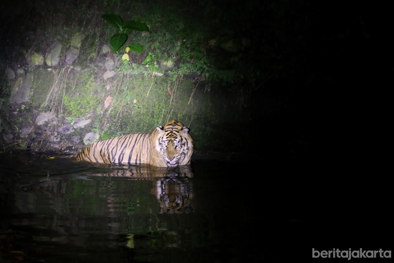 4.Night at The Ragunan Zoo.jpg