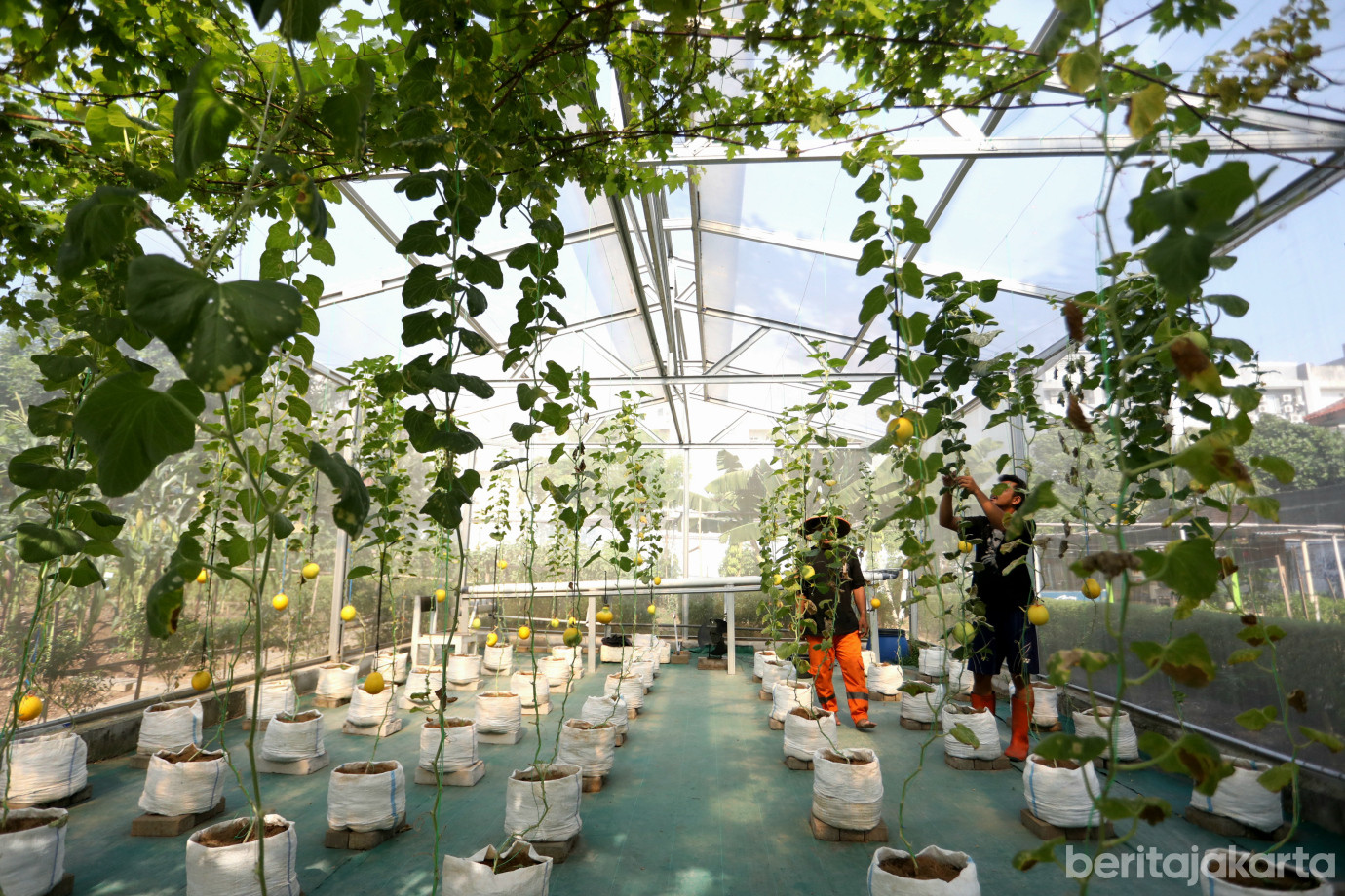 3 Kelurahan Pegangsaan Dua Kembangkan Kawasan Urban Farming _Kebun Gangnam__3.jpg