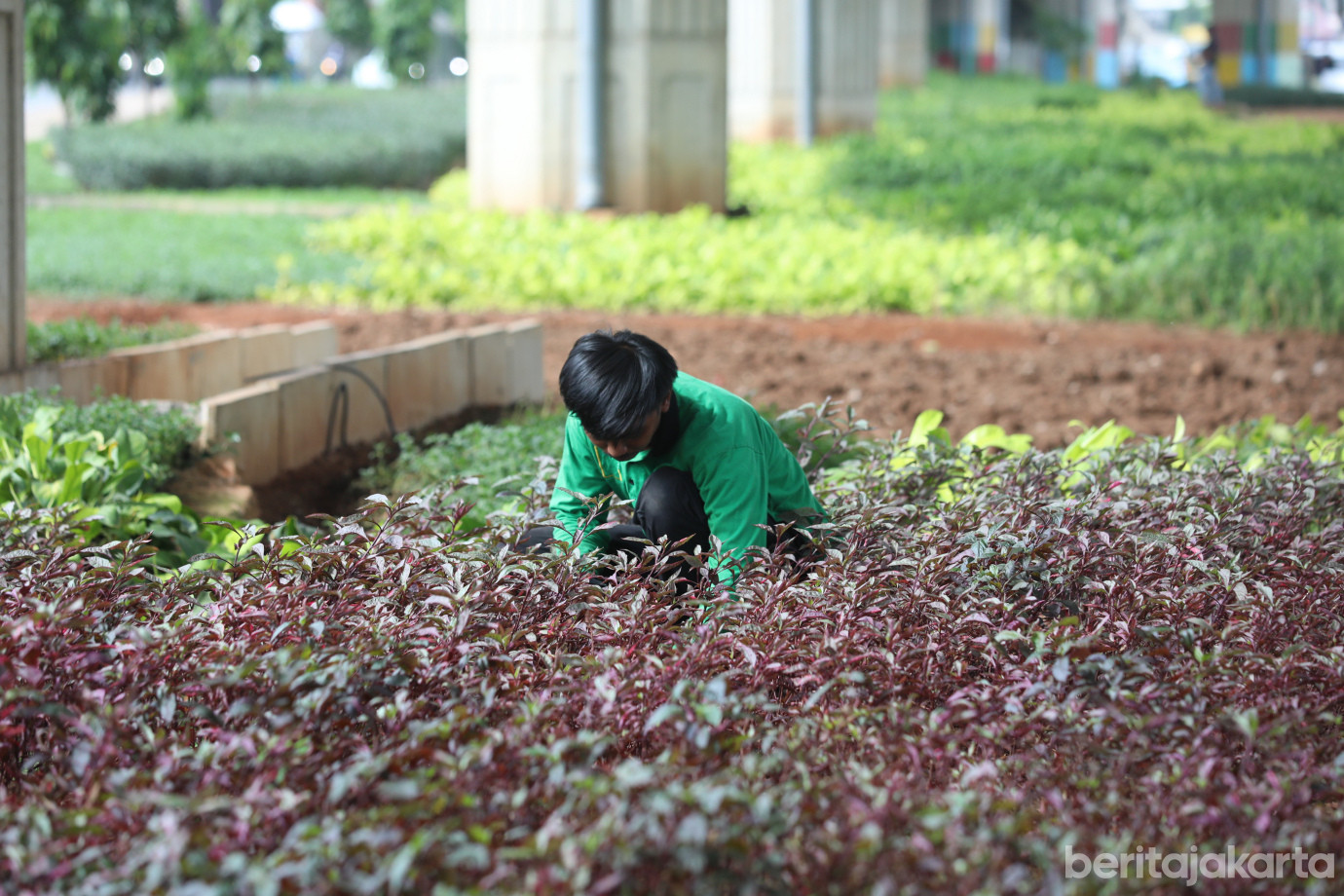 4 Jaga Keindahan Kota, Sudintamhut Rawat Tanaman Hias di DI Panjaitan_4.jpg