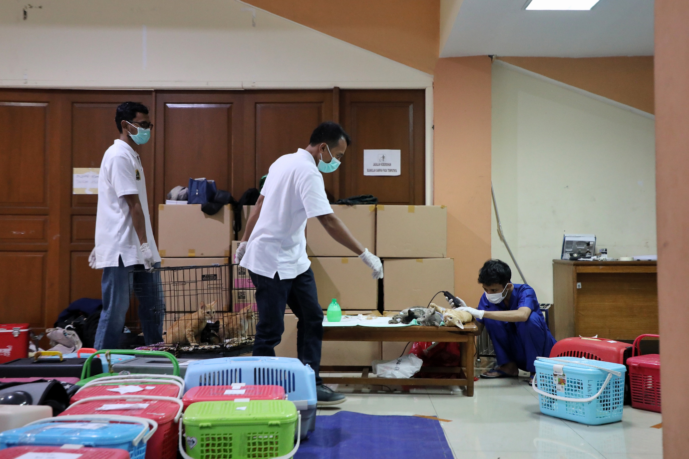 3.Sudin KPKP Jakarta Timur Targetkan Sterilisasi 2000 Ekor Kucing Pada Tahun 2025.jpg