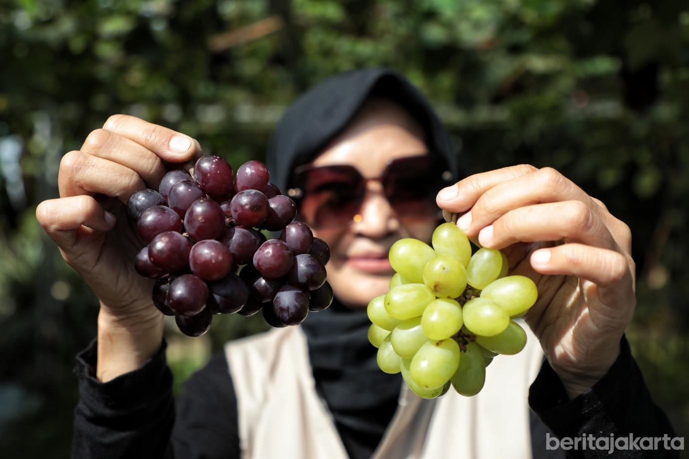 4.Pemkot Jaktim Panen Anggur di Kebun Warga Taman Buaran Indah.jpg