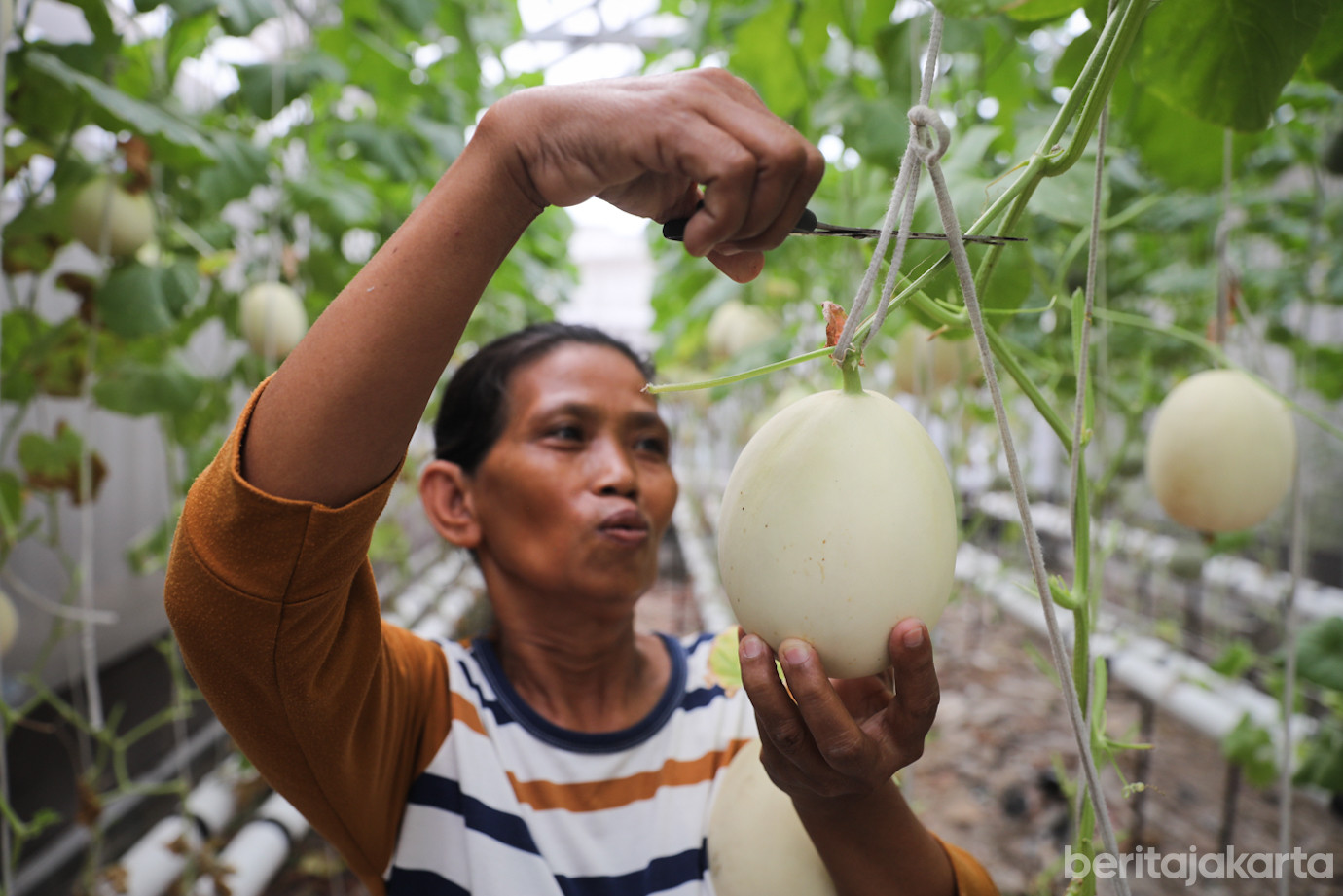 Budidaya Melon-2.jpg