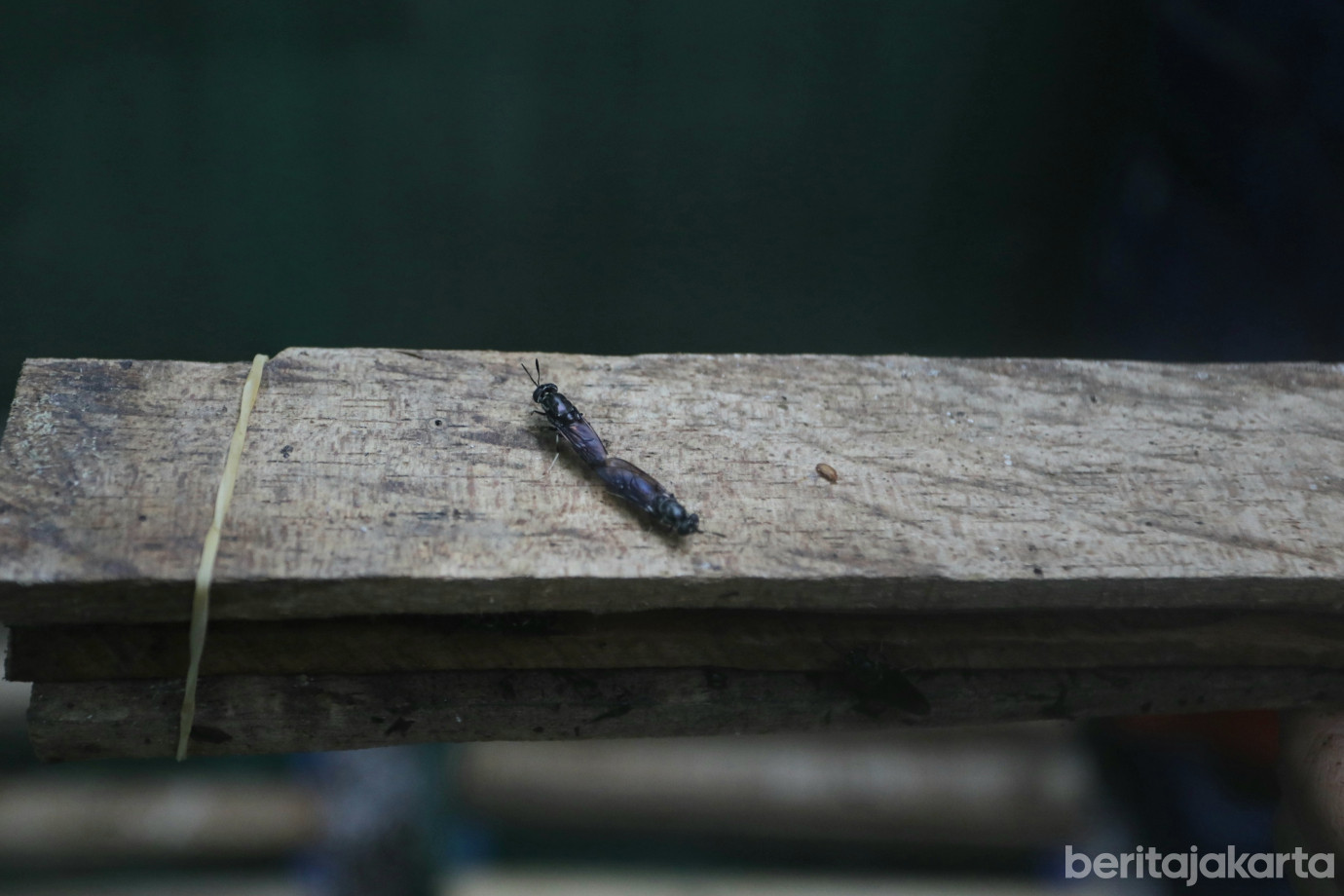 4 Warga Tugu Selatan Olah 50 Ton Sampah per Hari dengan Maggot_4.jpg