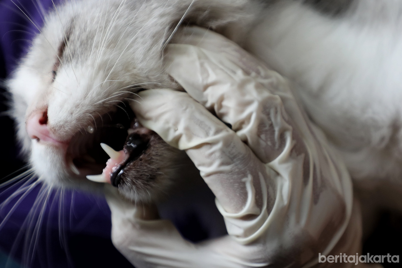 3.83 HPR Berhasil Divaksinasi di Pasar Minggu .jpg