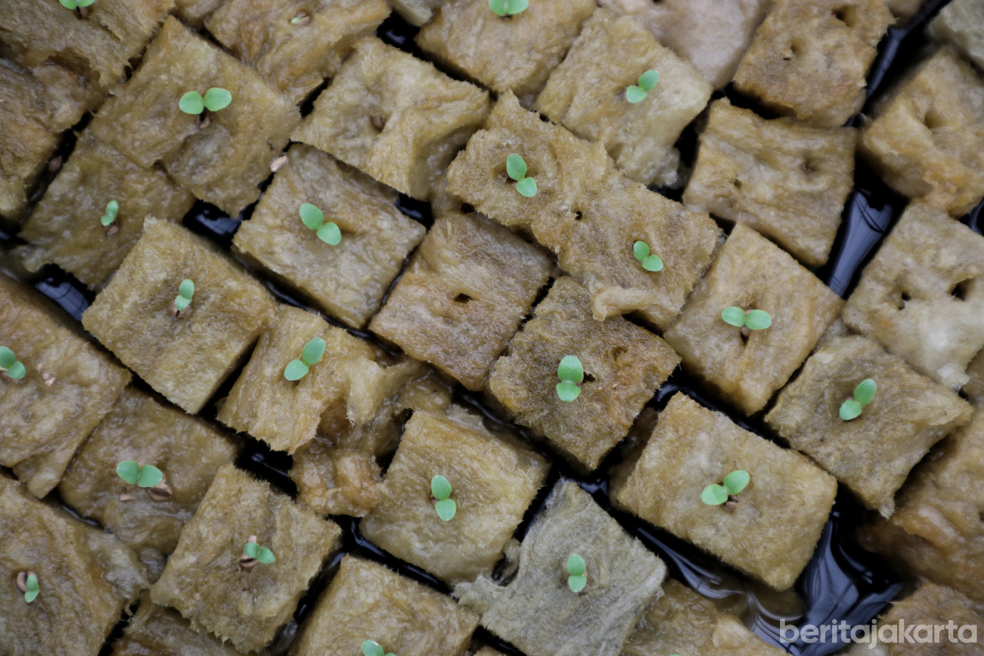 3.Kelurahan Cipulir Ubah Lahan Tak Terpakai Jadi Rumah Gizi.jpg